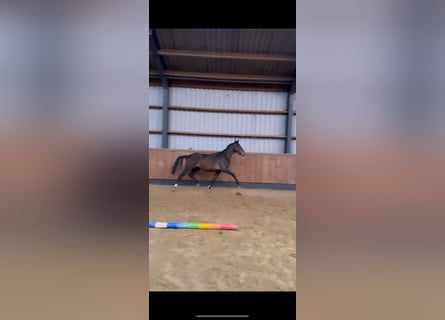 Brytyjski koń gorącokrwisty, Klacz, 2 lat, 165 cm