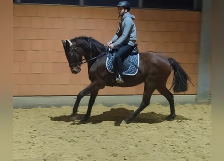 Brytyjski koń gorącokrwisty, Klacz, 8 lat, 162 cm, Gniada