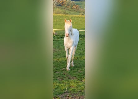 Brytyjski koń gorącokrwisty Mix, Ogier, 1 Rok, 170 cm, Cremello