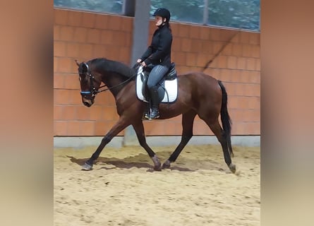 Brytyjski koń gorącokrwisty, Wałach, 5 lat, 157 cm, Gniada