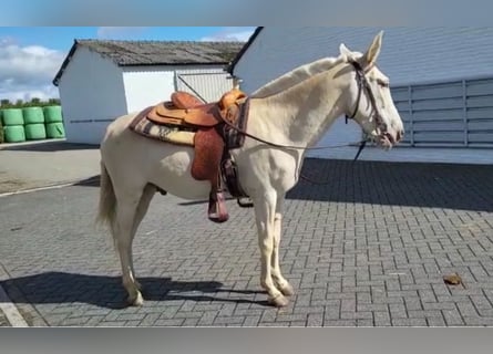 Burdégano, Caballo castrado, 10 años, 150 cm, Cremello