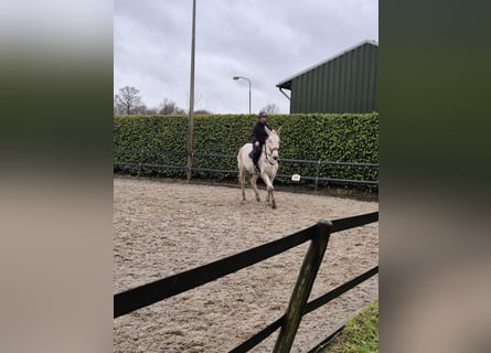 Burdégano, Caballo castrado, 15 años, 175 cm, Tordo