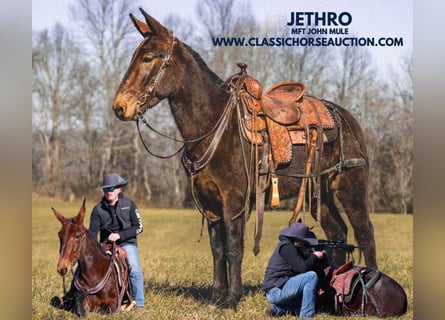 Burdégano, Caballo castrado, 5 años, 142 cm, Castaño rojizo