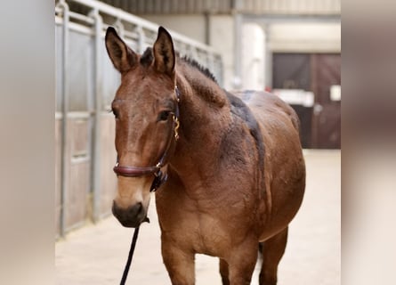 Burdégano, Caballo castrado, 7 años, 156 cm, Castaño