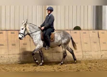 Burdégano, Caballo castrado, 7 años, 158 cm, Tordo