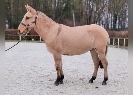 Burdégano, Caballo castrado, 8 años, 148 cm, Buckskin/Bayo