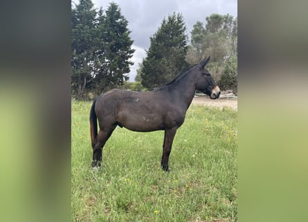 Burdégano, Caballo castrado, 8 años, 148 cm, Castaño oscuro
