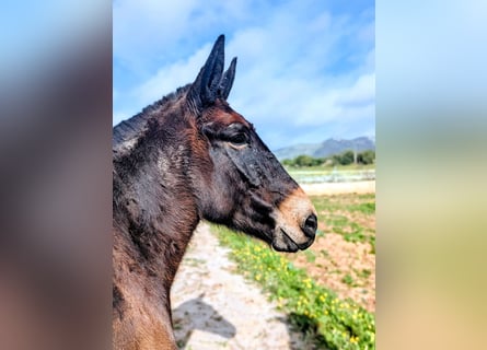 Burdégano, Caballo castrado, 8 años, 148 cm, Castaño oscuro