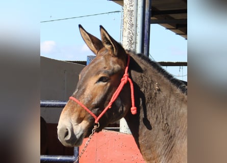 Burdégano, Caballo castrado, 8 años, 156 cm, Castaño