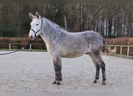 Burdégano, Caballo castrado, 8 años, 158 cm, Tordo