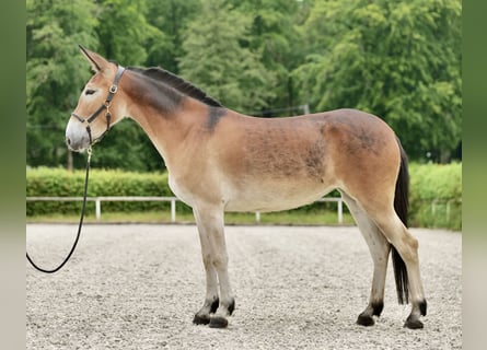 Burdégano, Yegua, 5 años, 157 cm, Castaño