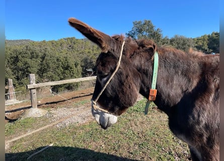 Burro, Caballo castrado, 15 años, 154 cm, Negro