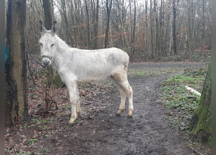 Burro, Caballo castrado, 3 años, 135 cm, Tordo