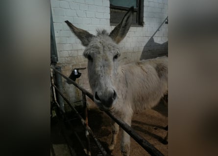 Burro, Caballo castrado, 4 años, 135 cm, Tordo