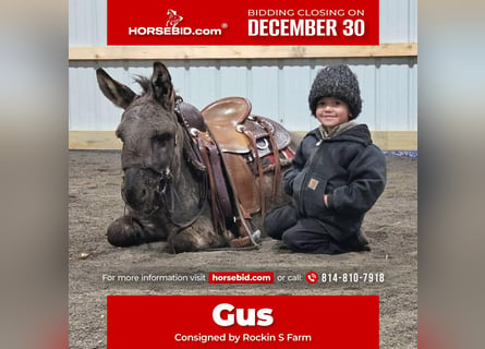 Burro, Caballo castrado, 5 años, 102 cm, Tordo