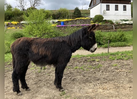 Burro Mestizo, Caballo castrado, 6 años, 138 cm, Castaño
