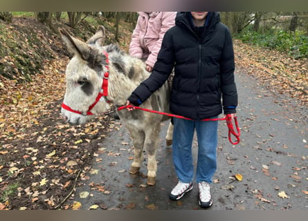 Burro, Caballo castrado, 7 años, 110 cm, Pío