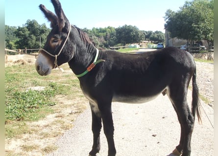 Burro, Semental, 11 años, 140 cm, Negro