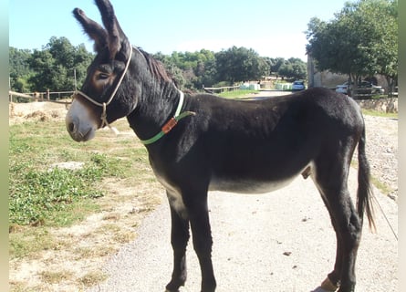 Burro, Semental, 13 años, 140 cm, Negro