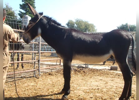 Burro, Semental, 13 años, 152 cm, Negro