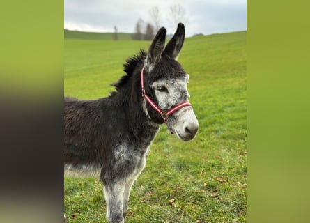 Burro, Semental, 14 años, Castaño oscuro