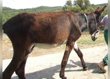 Burro, Semental, 16 años, 152 cm, Castaño oscuro