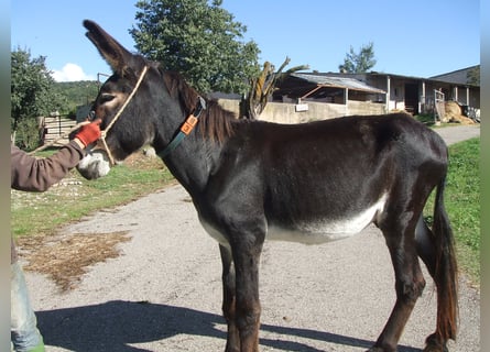 Burro, Semental, 18 años, 146 cm, Negro