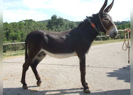 Burro, Semental, 19 años, 136 cm, Negro