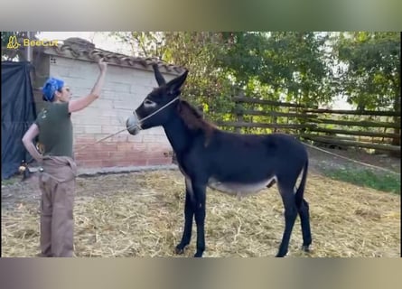 Burro, Semental, 1 año, 132 cm, Negro