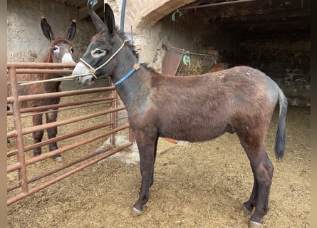 Burro, Semental, 1 año, 135 cm, Negro