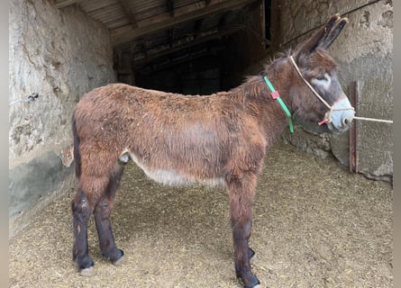 Burro, Semental, 2 años, 145 cm, Negro