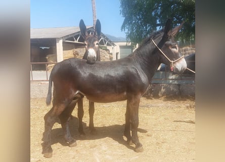 Burro, Semental, 2 años, 150 cm, Negro