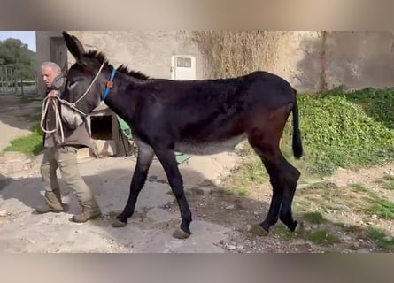 Burro, Semental, 2 años, 151 cm, Negro