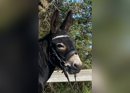 Burro, Semental, 4 años, 120 cm, Negro