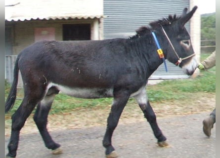 Burro, Semental, 4 años, 148 cm, Negro