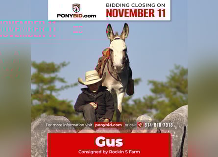 Burro, Semental, 6 años, 81 cm, Tordo