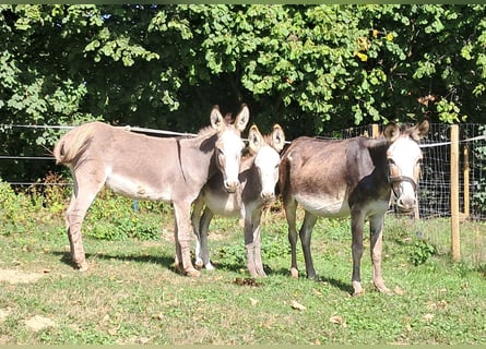 Burro, Yegua, 11 años, 115 cm, Pío