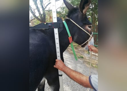 Burro, Yegua, 11 años, 150 cm, Negro