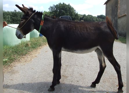 Burro, Yegua, 11 años, 150 cm, Negro