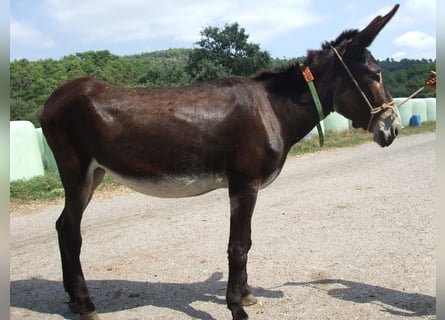 Burro, Yegua, 12 años, 154 cm, Negro
