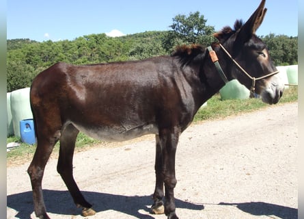 Burro, Yegua, 12 años, 160 cm, Negro