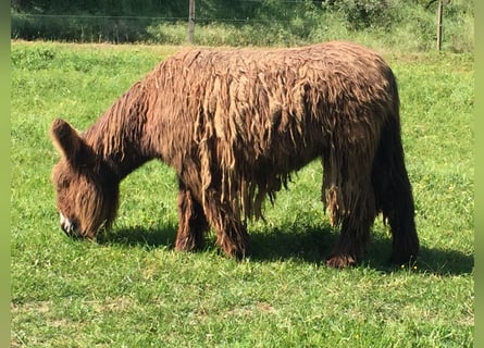 Burro, Yegua, 14 años, 135 cm, Castaño