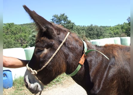 Burro, Yegua, 15 años, 143 cm, Negro