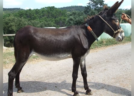Burro, Yegua, 16 años, 140 cm, Negro