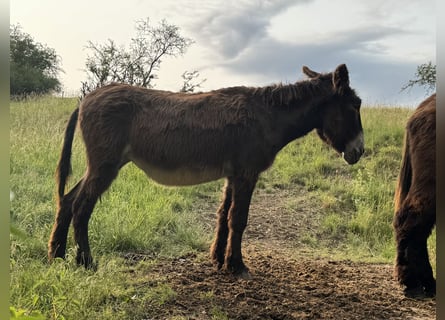 Burro, Yegua, 16 años, 150 cm, Castaño oscuro