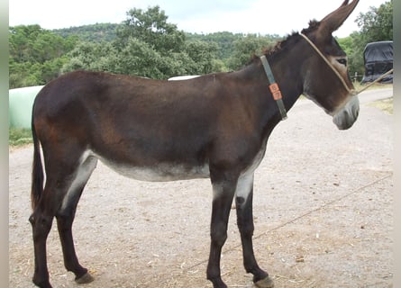 Burro, Yegua, 17 años, 142 cm, Negro