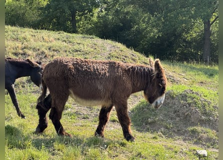 Burro, Yegua, 17 años, 152 cm, Castaño oscuro