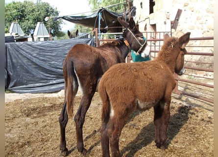 Burro, Yegua, 19 años, 145 cm, Negro