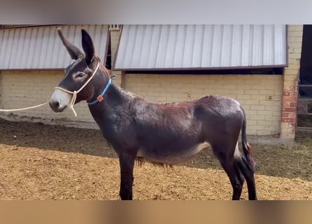 Burro, Yegua, 1 año, 137 cm, Negro