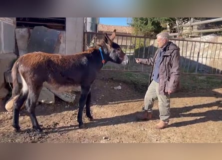 Burro, Yegua, 1 año, Negro